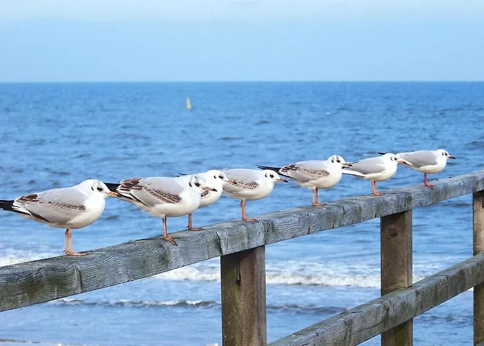 Doppelhaushaelfte Duenenhaus I, Trassenheide